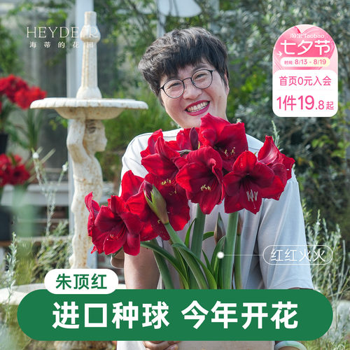 【小红书10万人种草】进口朱顶红