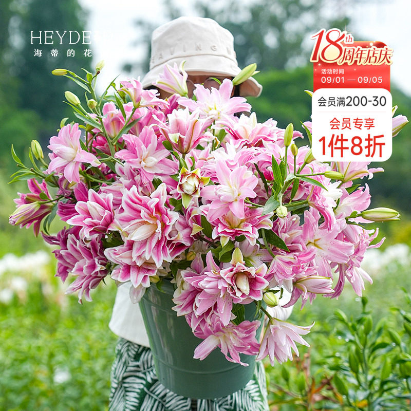 香水重瓣百合好养易开花图片