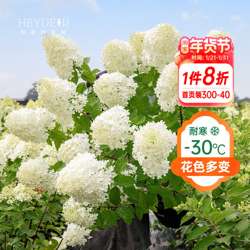 海蒂的花园圆锥绣球夏日美人香草草莓北方耐寒耐晒植物花卉盆栽,鲜花速递/花卉仿真/绿植园艺,绣球/木绣球/木本植物,淘宝优惠券,粉丝福利购,淘宝优惠卷