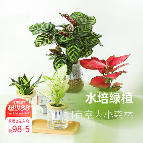 海蒂的花园桌面绿植盆栽