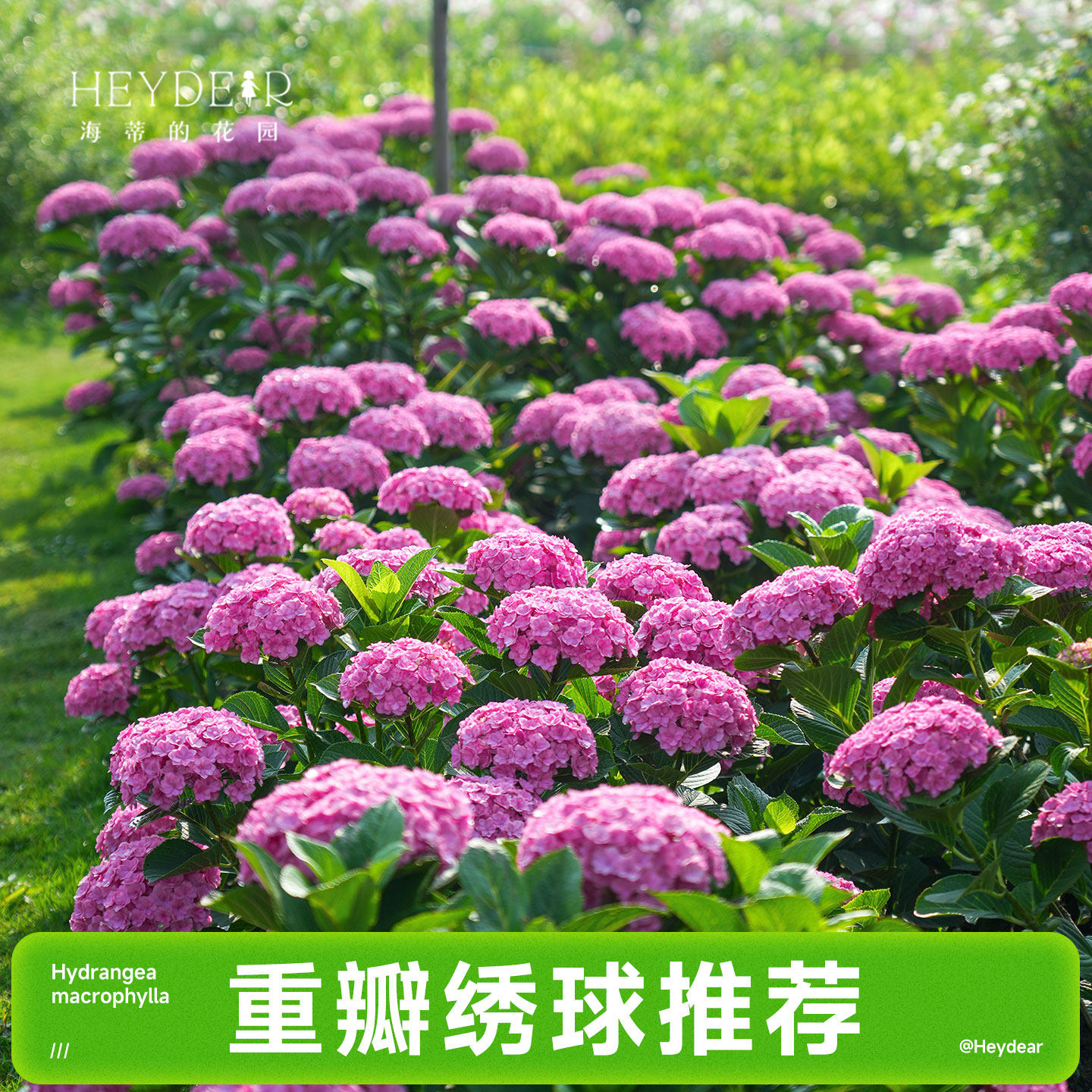 海蒂的花园成都总店重瓣大花绣球花苗盆栽花手鞠阳台花园花卉植物,鲜花速递/花卉仿真/绿植园艺,绣球/木绣球/木本植物,淘宝优惠券,粉丝福利购,淘宝优惠卷