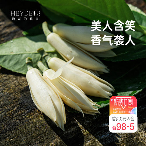 海蒂的花园黄葛兰黄角兰白兰花四川本土植物耐热香味花卉树苗盆栽