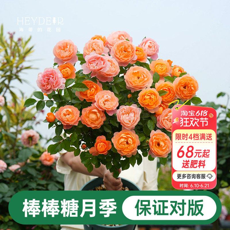 海蒂的花园棒棒糖月季花苗盆栽果汁阳台蓝色阴雨开花植物四季花卉