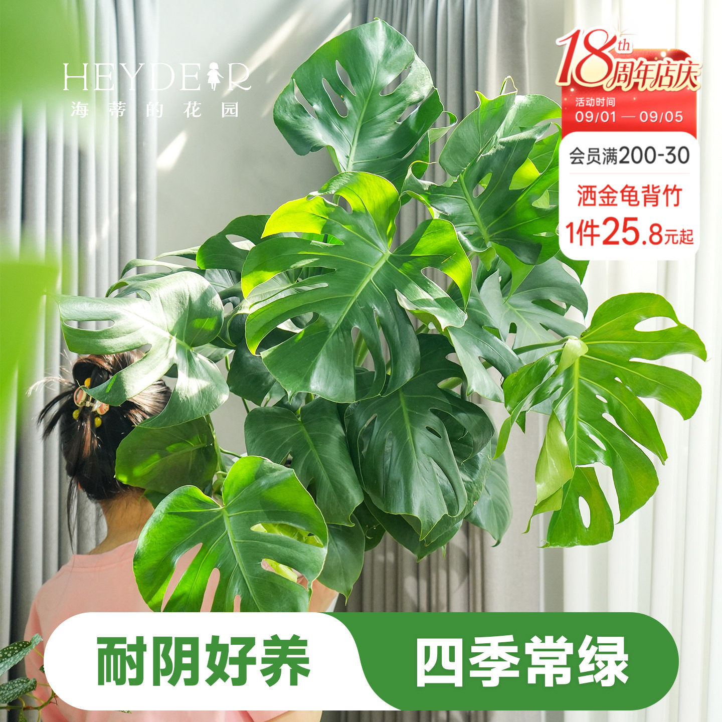 海蒂的花园龟背竹盆栽洒金室内水培绿植观叶植物海妈推荐成都总店图片
