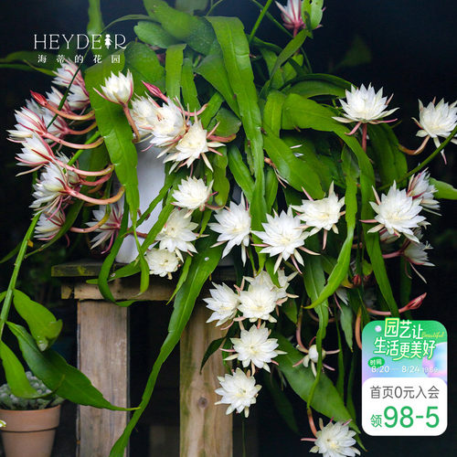 海蒂的花园月下美人昙花好养