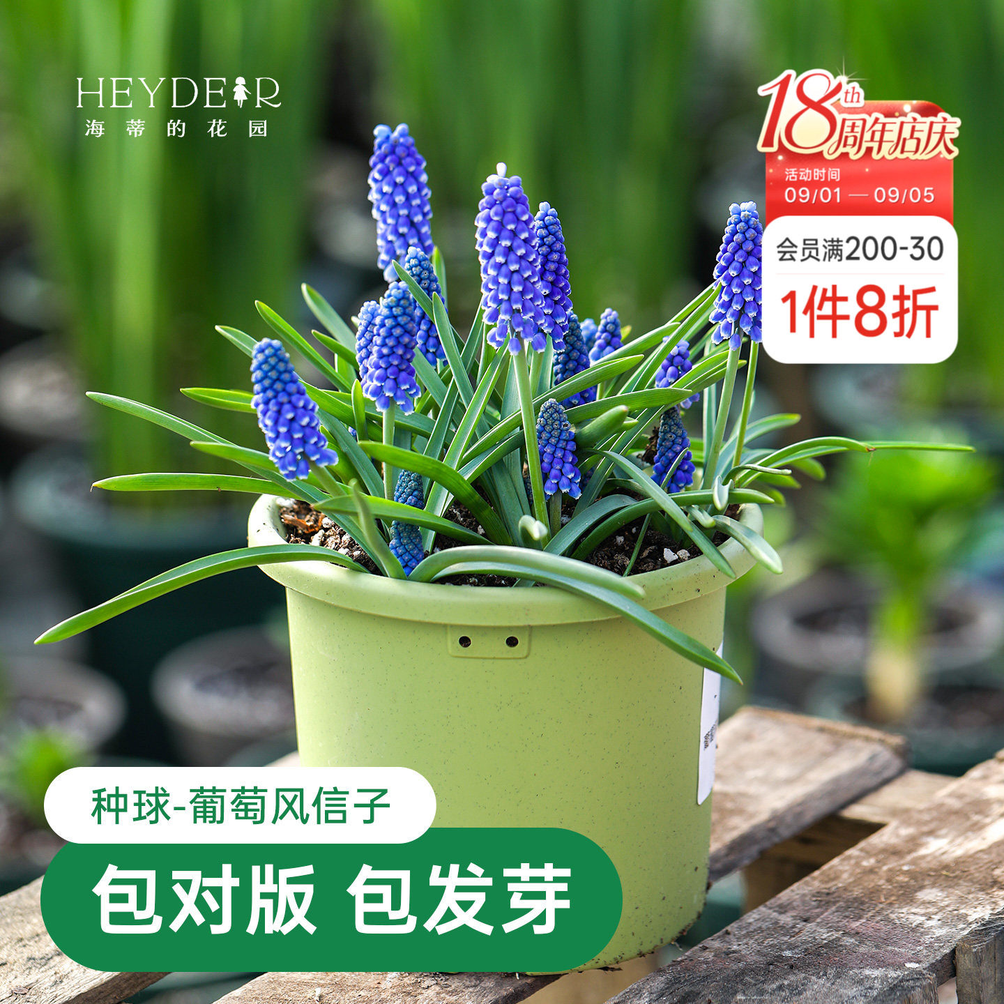 海蒂的花园葡萄风信子种球花卉多年生盆栽植物好养易复花球根裸球图片