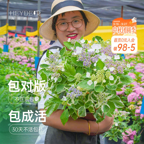 海蒂的花园银边绣球观叶观花耐阴