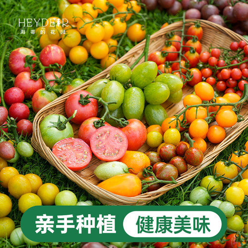 海蒂的花园成都总店番茄盆栽秧苗阳台露台蔬菜栽种苗果蔬海妈家