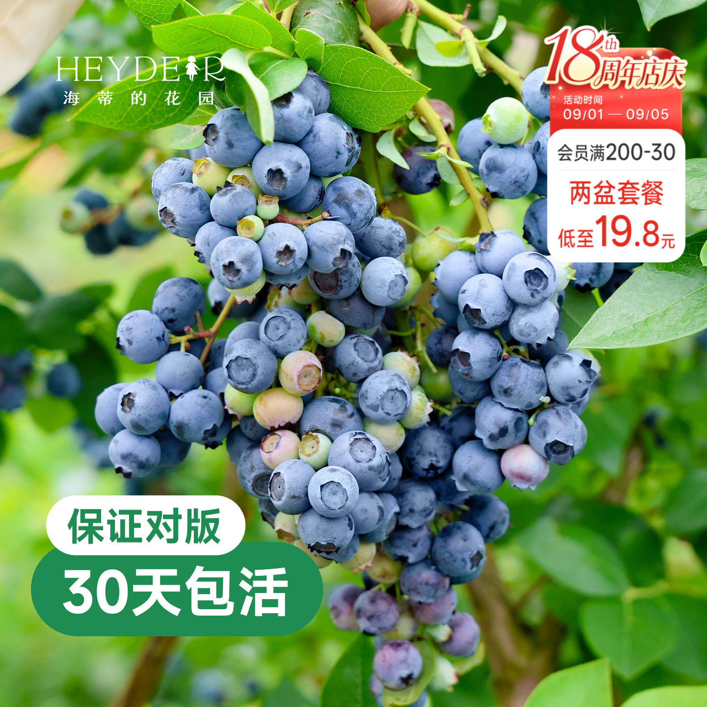 带花苞今年收果盆栽苗图片