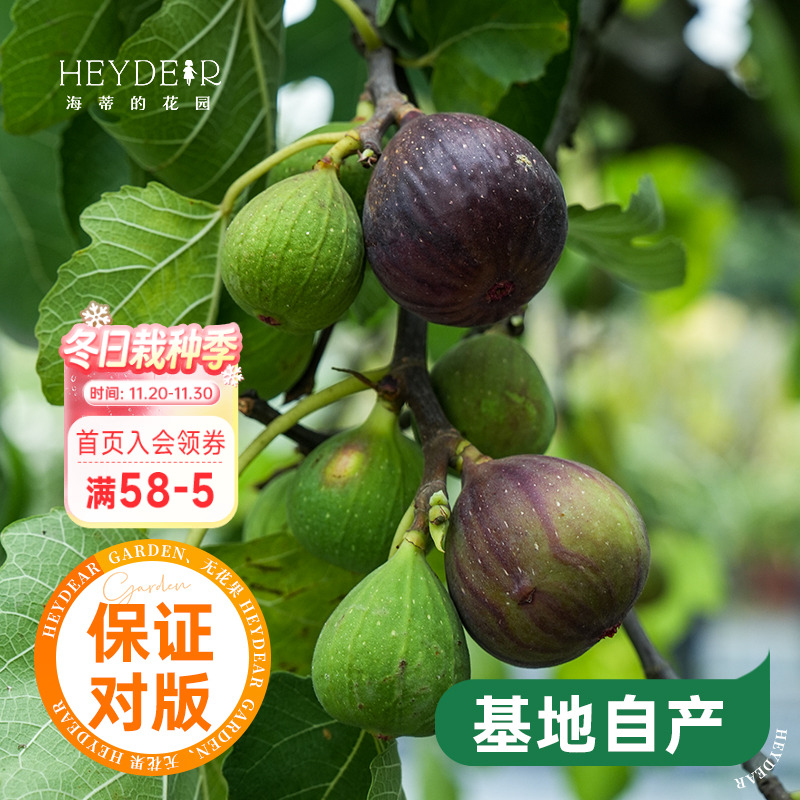 海蒂的花园水果树苗无花果