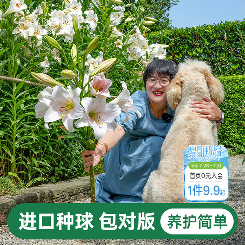 海蒂的花园百合种球重瓣香水
