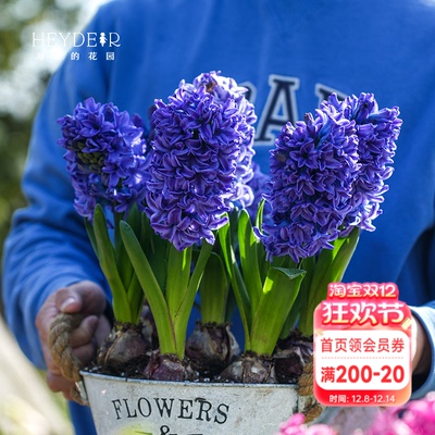 海蒂的花园风信子种球好养易开花阳台花园盆栽地栽芳香花卉