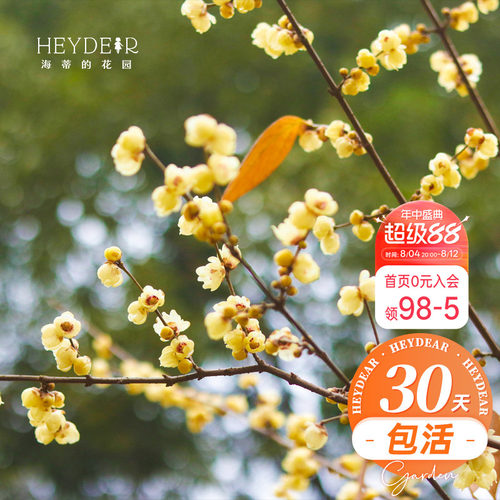 海蒂的花园腊梅花苗易活好养