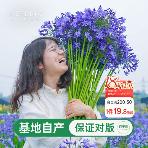 海蒂百子莲庭院耐热植物花卉