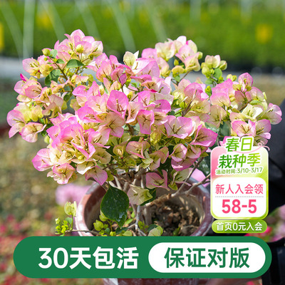 海蒂的花园三角梅盆栽爬藤灌木好养风景树植物阳台庭院花卉树苗