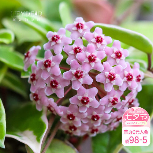海蒂的花园成都总店花叶球兰银斑盆栽花卉绿植阳台庭院栽种海妈