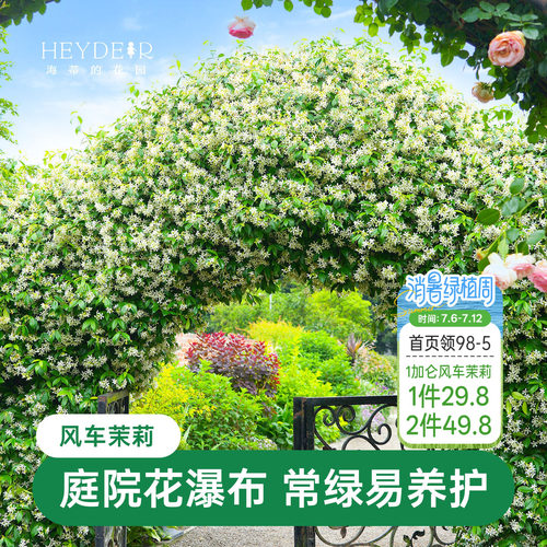 海蒂的花园风车茉莉苗爬藤植物