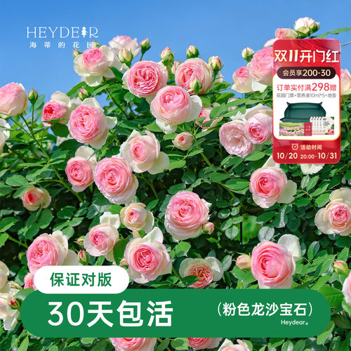 海蒂的花园月季藤本粉色龙沙宝石