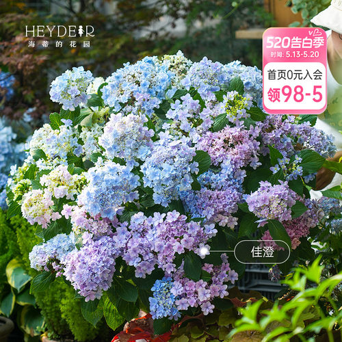 海蒂的花园绣球花苗无尽夏大海蓝万华镜阳台四季种植物树苗盆栽
