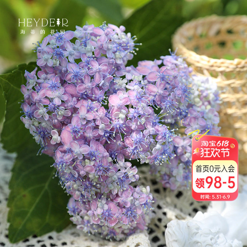 海蒂的花园 有松仙气感精致可调色大花绣球阳台庭院花卉植物盆栽