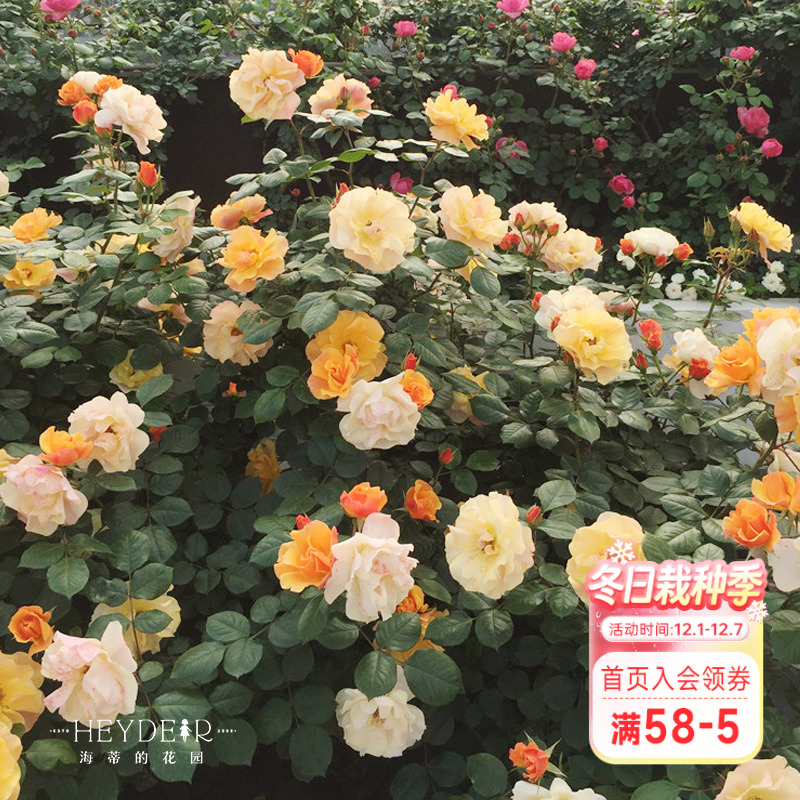 海蒂的花园龙舌兰直立月季阳台