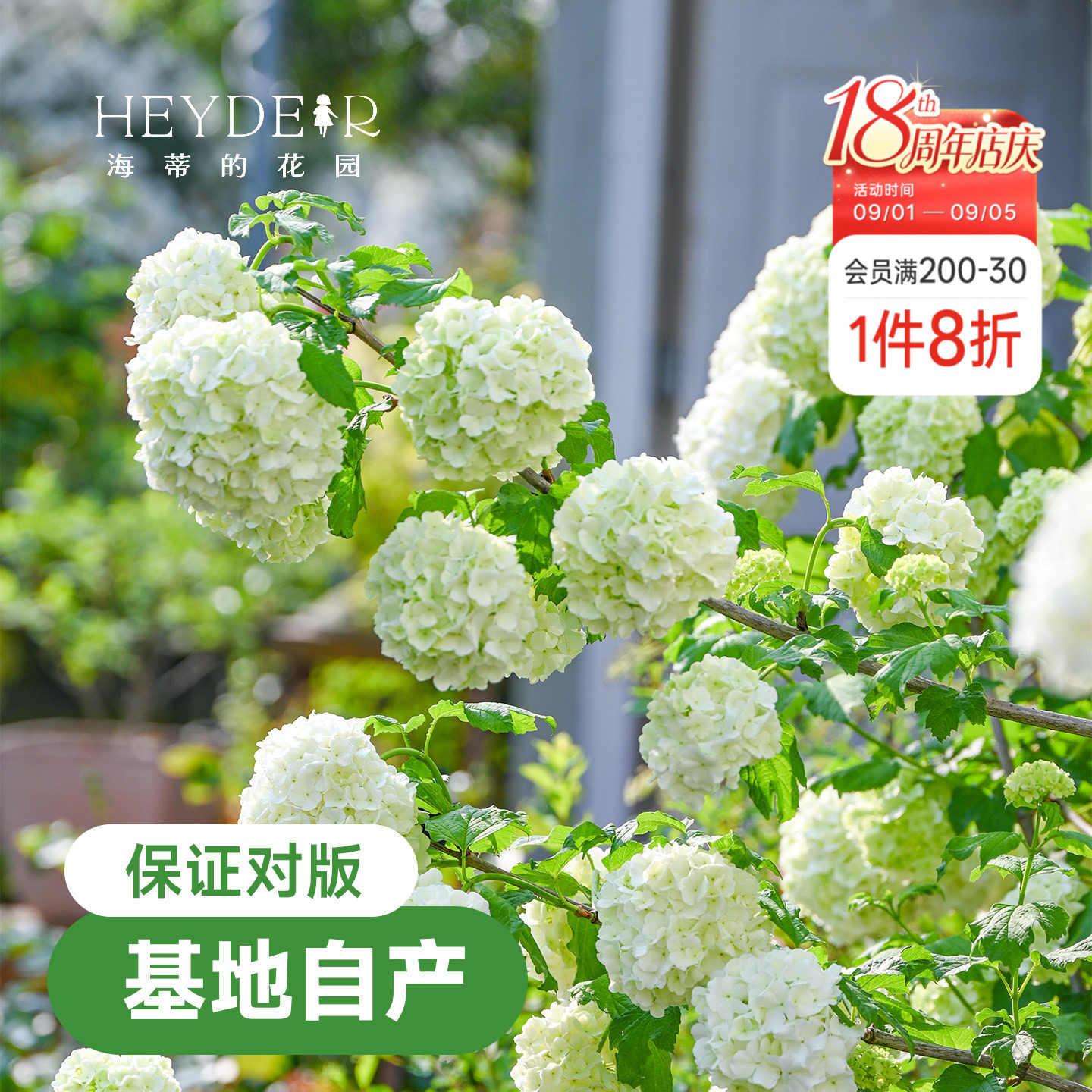 海蒂的花园欧洲木绣球花卉植物庭院露台庭院盆栽树苗耐寒绣球花苗图片