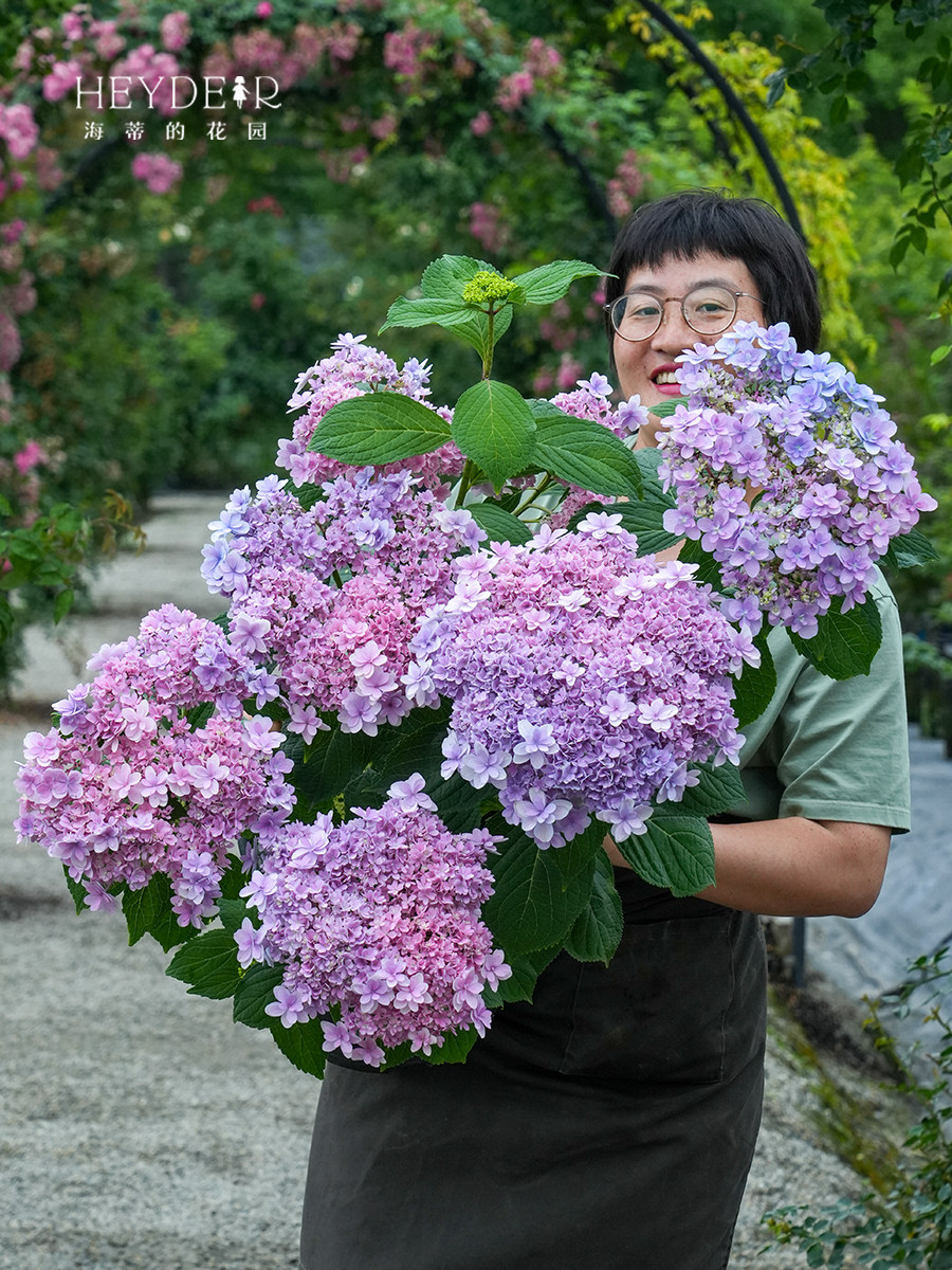 海蒂的花园绣球花苗佳澄重瓣可调色绣球阳台庭院花卉耐阴植物盆栽