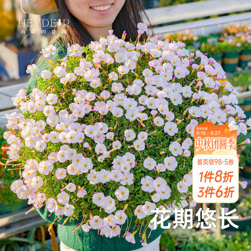 海蒂的花园成都总店酢浆草种球苗易开花阳台栽种庭院花卉盆栽OB