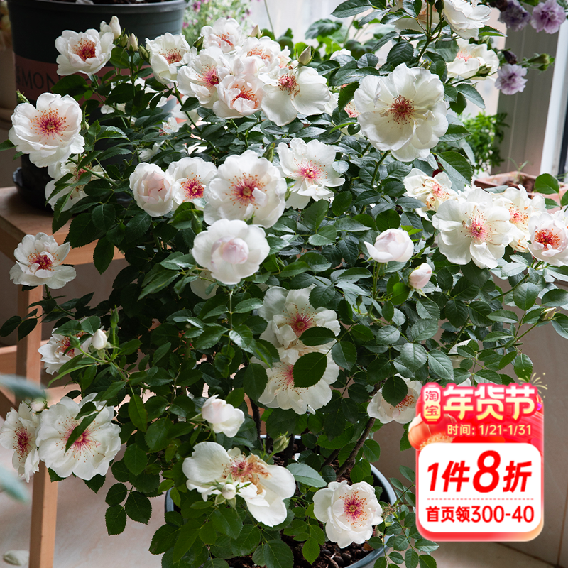 海蒂的花园月季花苗杰奎琳杜普蕾直立花量大抗病阳台庭院花卉盆栽,鲜花速递/花卉仿真/绿植园艺,月季/蔷薇/玫瑰,淘宝优惠券,粉丝福利购,淘宝优惠卷