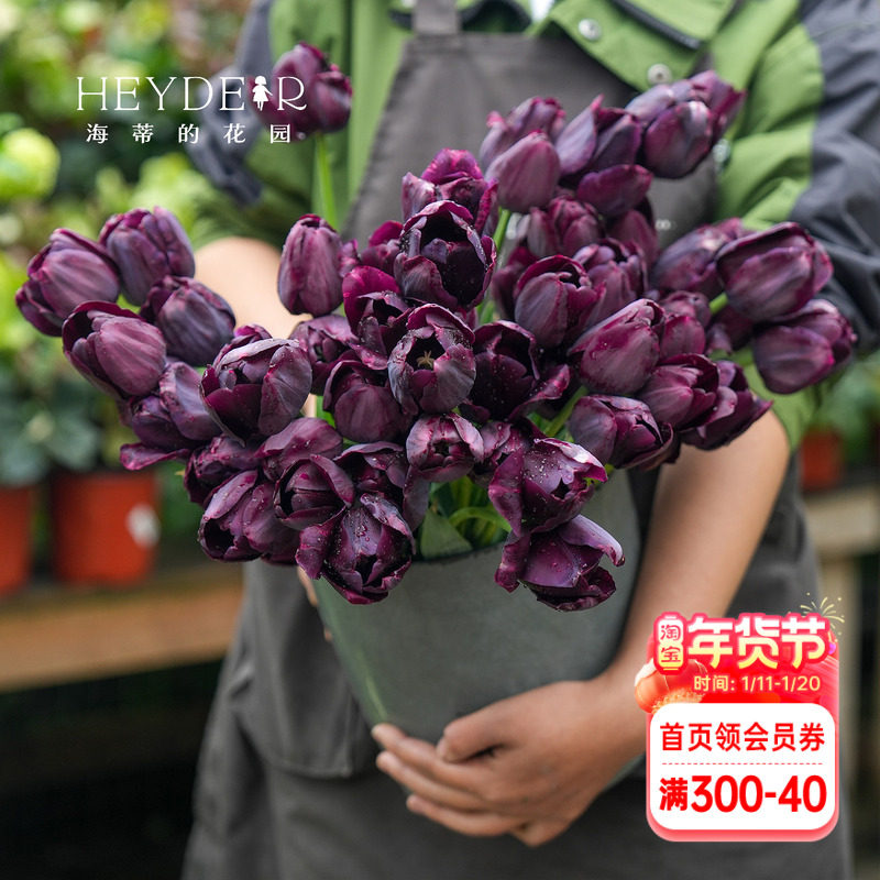 海蒂的花园郁金香种球自然球糖果王子阳台盆栽庭院可地栽球根海妈