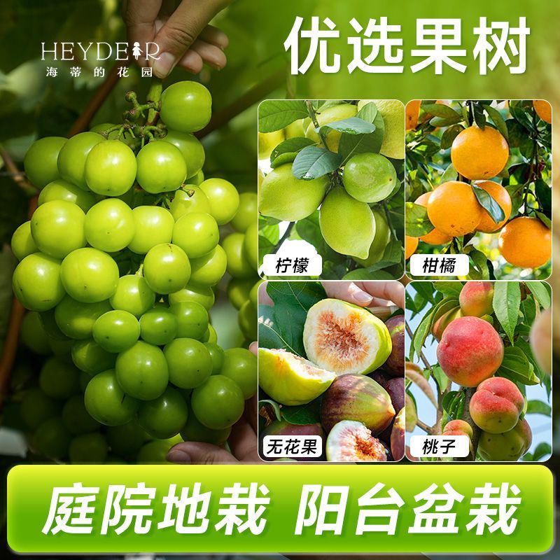 海蒂的花园蓝莓树果苗盆栽南方北方带阳台庭院地栽果蔬苗海妈家
