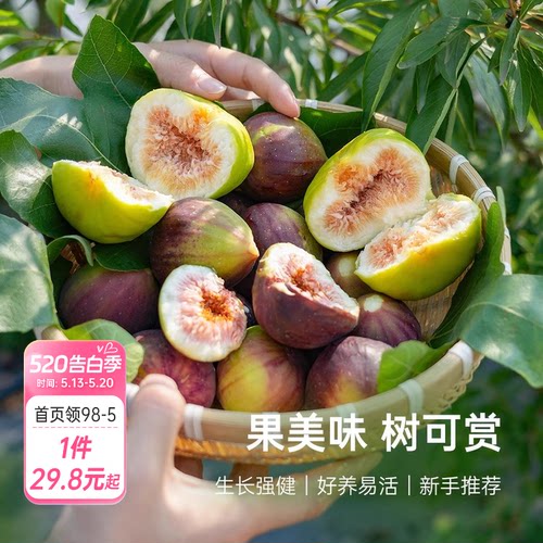 海蒂的花园无花果树果苗盆栽庭院家庭地栽水果树苗好种易养