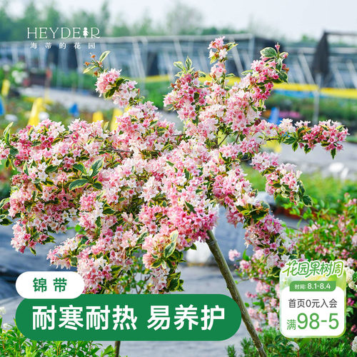 海蒂的花园花叶锦带春天爆花灌木