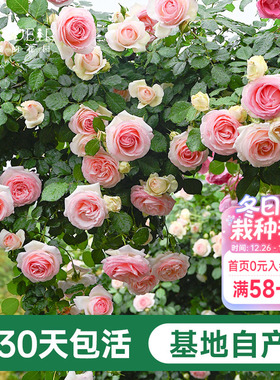 海蒂的花园  月季粉色龙沙宝石花苗爬藤庭院植物藤本花卉园艺盆栽