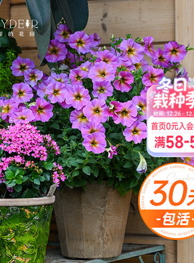 海蒂的花园矮牵牛喇叭花爆花草本海妈花园阳台草花垂吊花卉盆栽