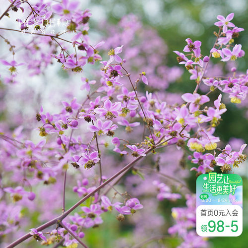 耐寒阳台唐松草海蒂的花园