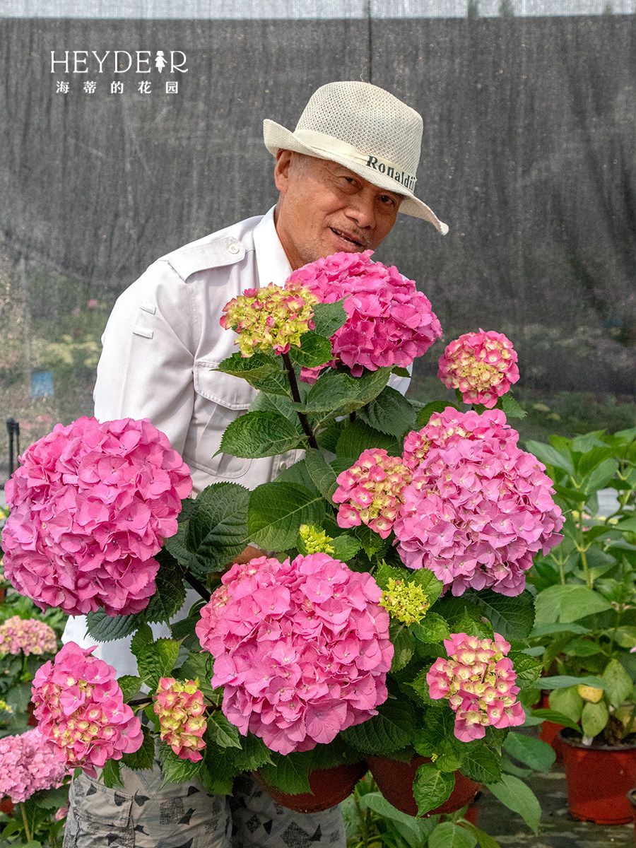 海蒂的花园黑金刚白色红色大花绣球八仙花可室外阳台庭院花卉盆栽