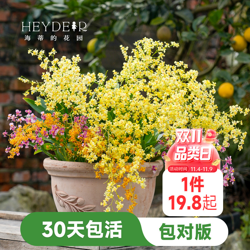 海蒂的花园文心兰盆栽