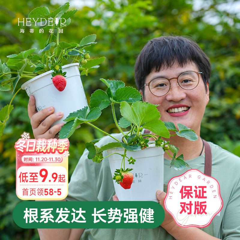 海蒂的花园草莓苗盆栽苗秧种子秋冬季多季结果原土原盆红颜奶油