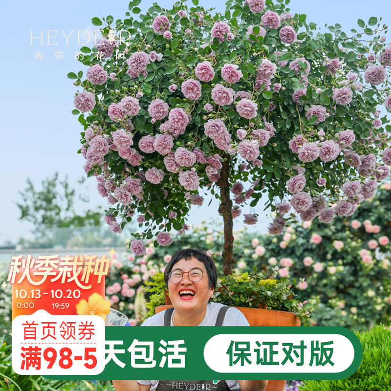海蒂的花园蓝色阴雨爬藤月季四季阳台庭院垂吊花卉植物盆栽花苗