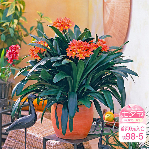 君子兰兰花室内花卉盆栽苗