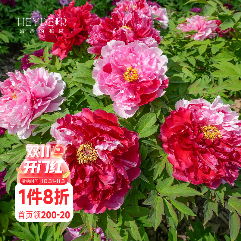 海蒂的花园牡丹花苗可盆栽地栽阳台庭院花卉绿植海妈推荐成都总店