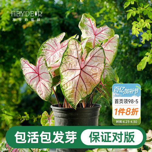 海蒂的花园彩叶芋种球粉色飞溅白色恋人桌面盆栽观叶植物室内绿植