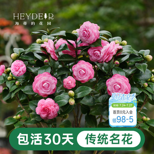 海蒂的花园茶花盆栽好养花卉庭院