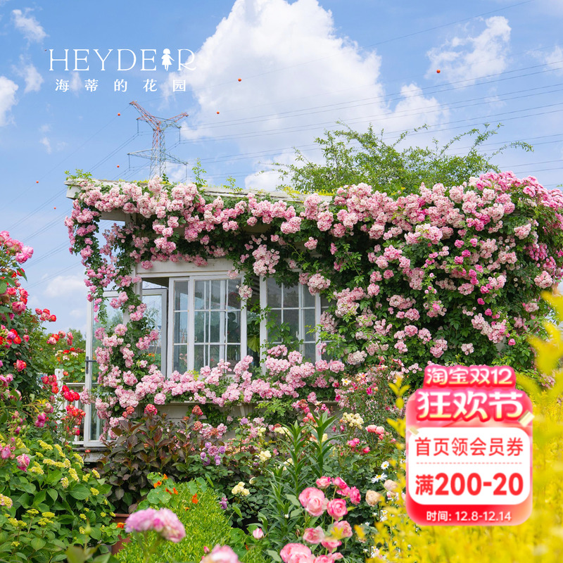 月季露台庭院春季开花爆花