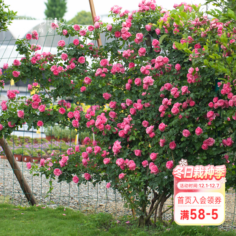 海蒂的花园粉色达芬奇爬藤月季花苗欧月勤花藤本庭院花卉植物盆栽