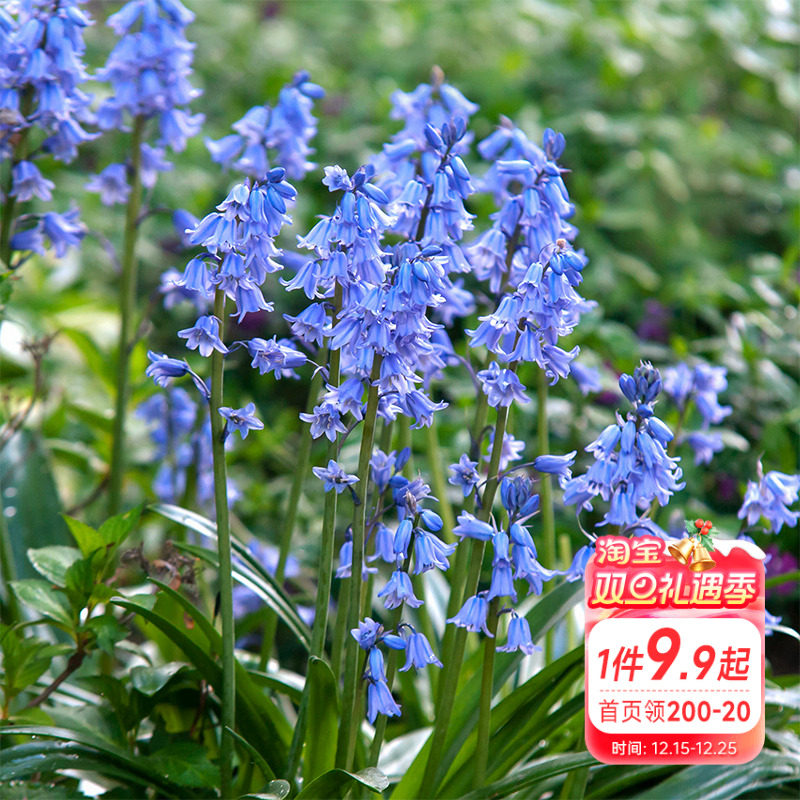 海蒂的花园 蓝铃花种球宿根好养球根植物阳台庭院花卉盆栽