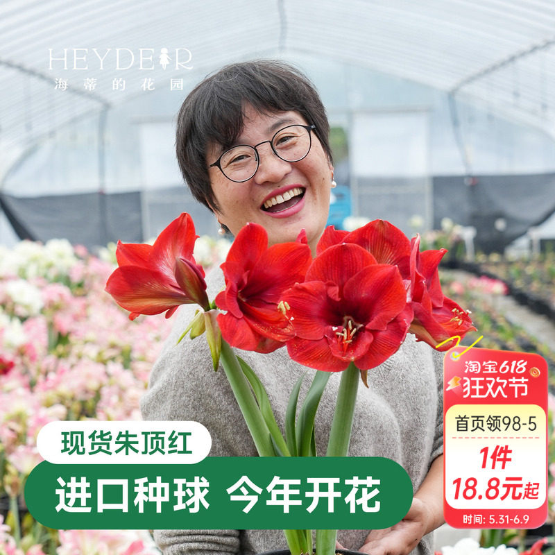 海蒂的花园朱顶红种球进口重瓣阿弗雷新年快乐开花球根海妈