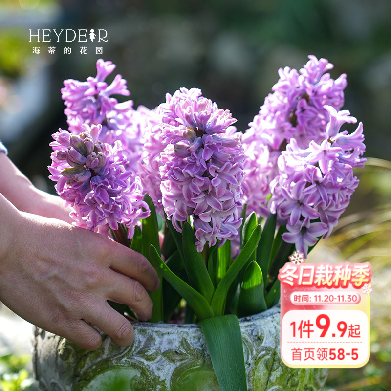 海蒂的花园风信子球根花卉阳台花园盆栽地栽芳香花卉植物盆栽种球