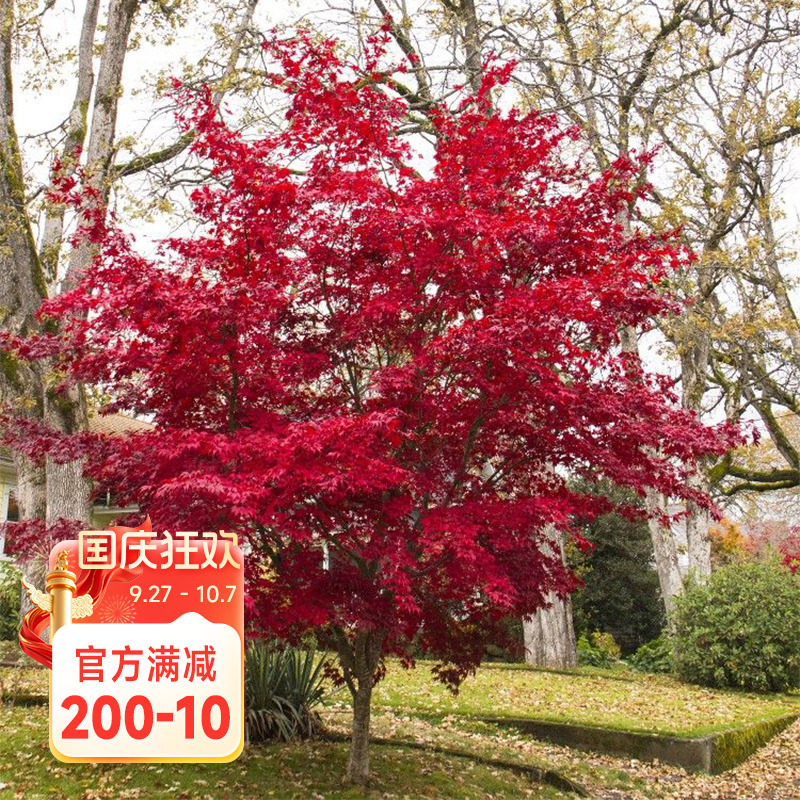 海蒂的花园 红叶枫树苗庭院园林景观风景树室外地栽盆栽观叶植物